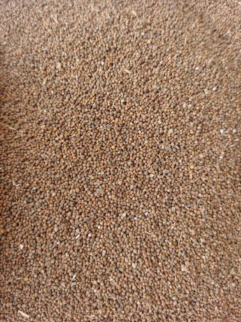 黑苏籽产地直发常年供货保质保量可实地考察