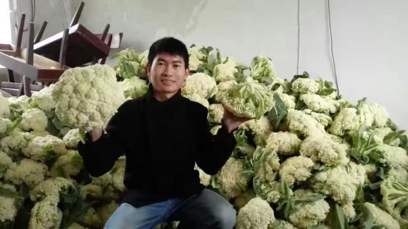久松75花菜种子春秋两用花球松散抗病性强商品性好