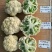 久松75花菜种子春秋两用花球松散抗病性强商品性好