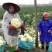 久松75花菜种子春秋两用花球松散抗病性强商品性好