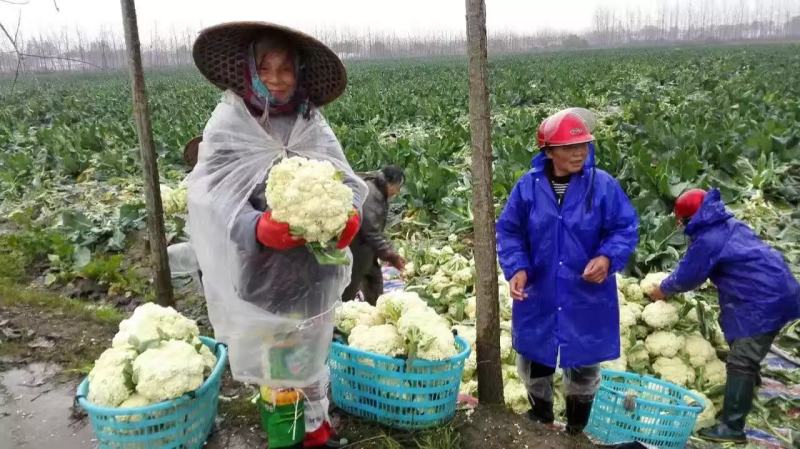 久松75花菜种子春秋两用花球松散抗病性强商品性好