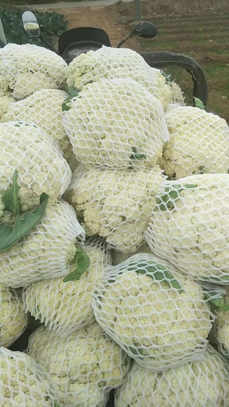 久松75花菜种子春秋两用花球松散抗病性强商品性好