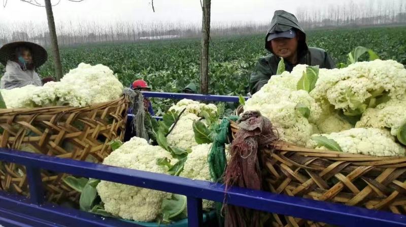 久松75花菜种子春秋两用花球松散抗病性强商品性好
