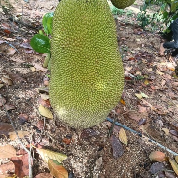 菠萝蜜