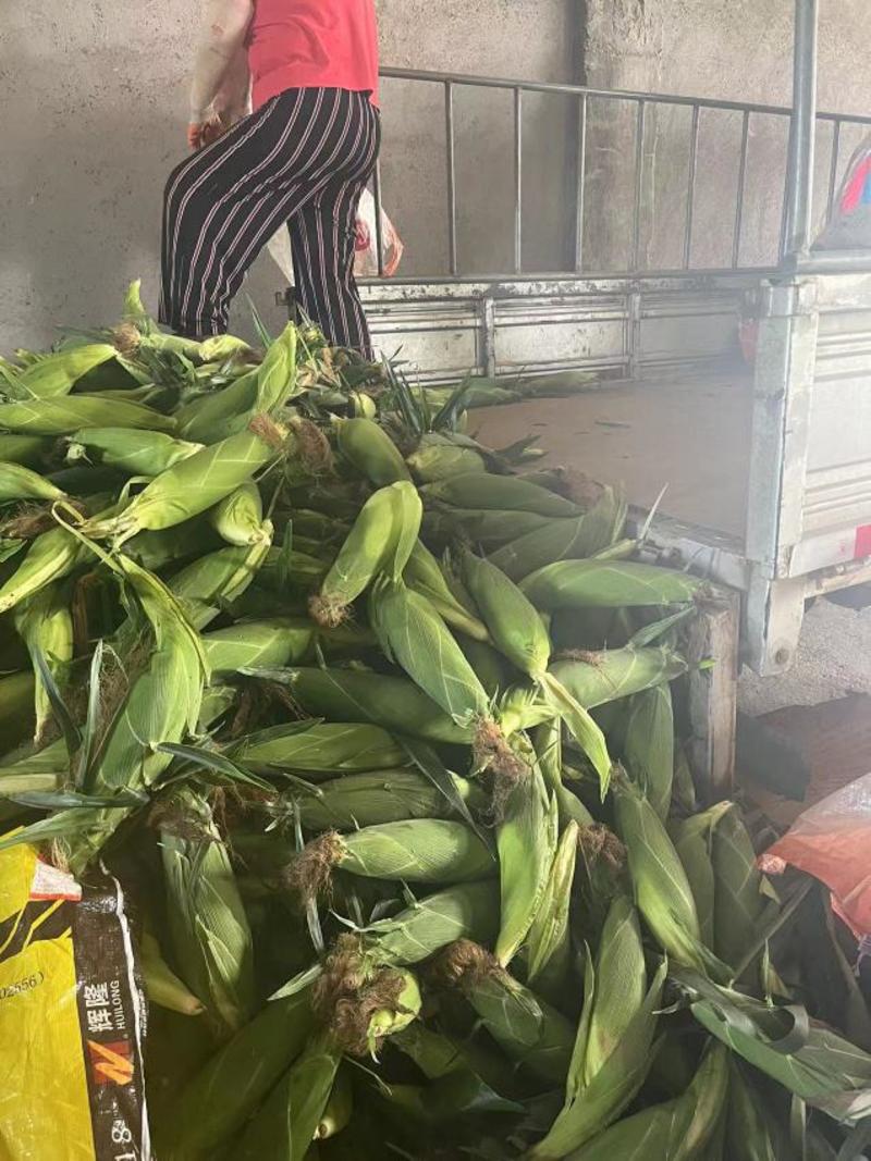安徽玉米精品太阳花大量上市，产地直发一手货源，可视屏看货