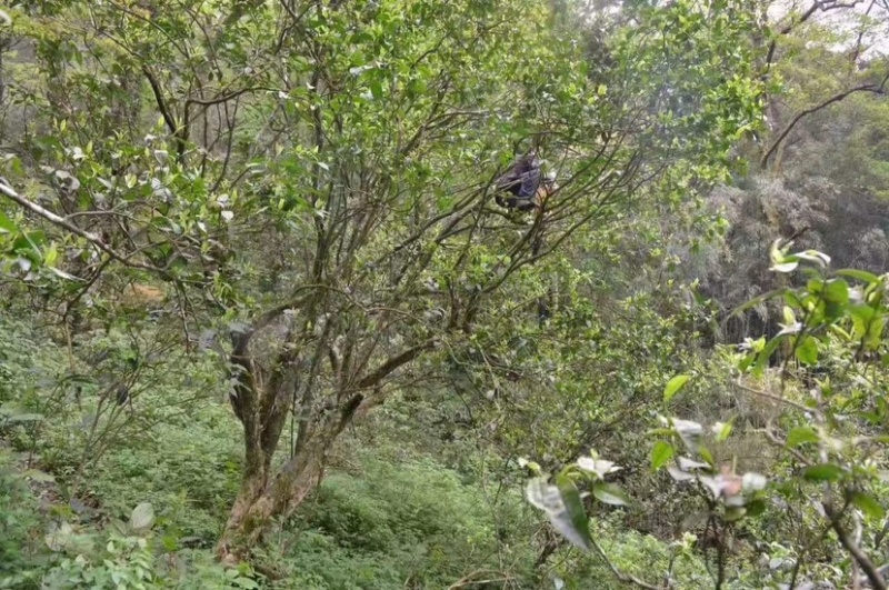 广西金秀大瑶山古树红茶