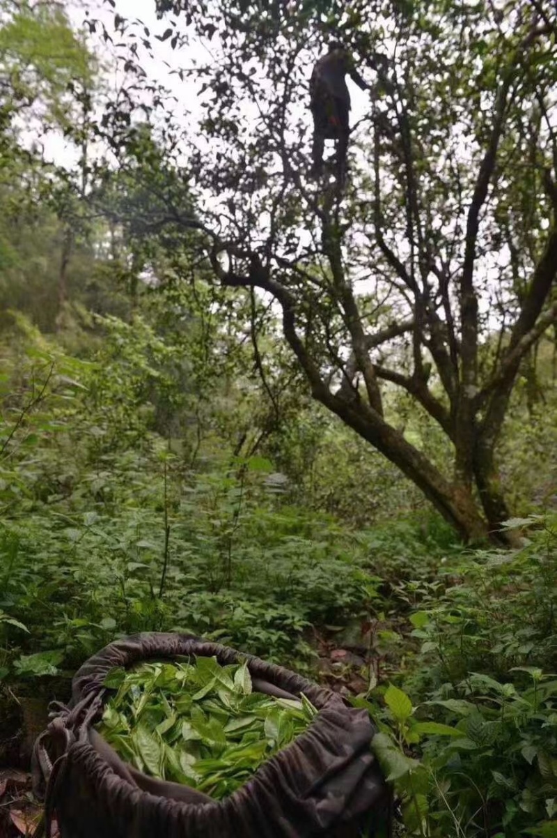 广西金秀大瑶山古树红茶