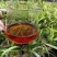广西金秀大瑶山古树红茶