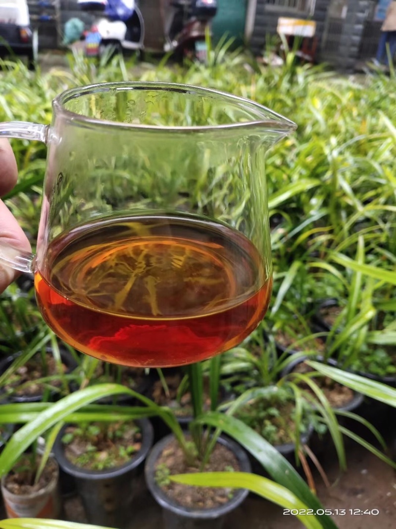 广西金秀大瑶山古树红茶