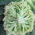 久松80菜花种子春秋两用全松抗逆性强单菜1.8公斤商品性