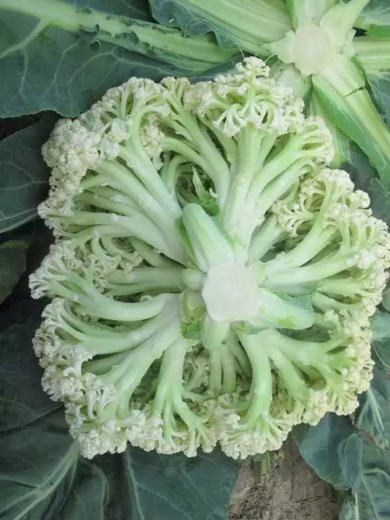 久松80菜花种子春秋两用全松抗逆性强单菜1.8公斤商品性