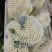 久松80菜花种子春秋两用全松抗逆性强单菜1.8公斤商品性