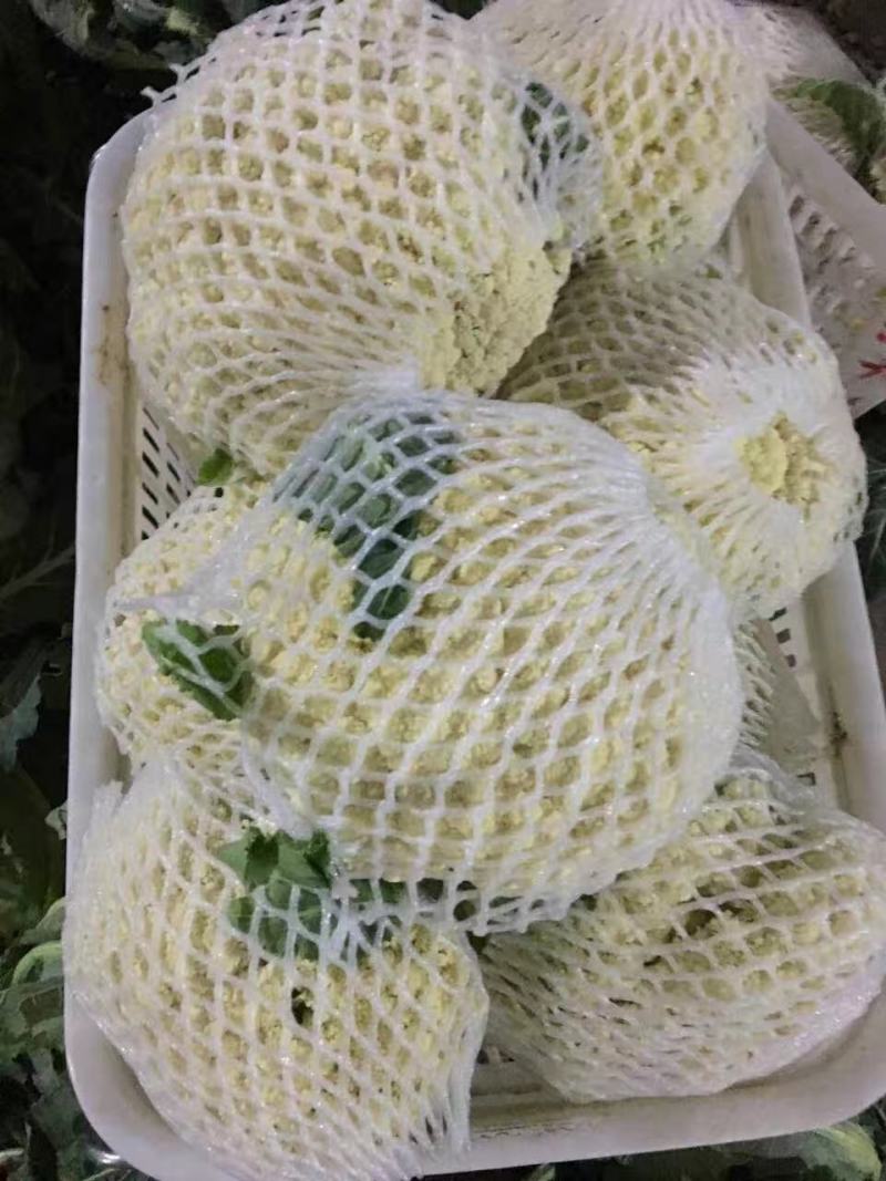 久松80菜花种子春秋两用全松抗逆性强单菜1.8公斤商品性