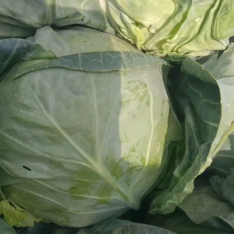 精选甘肃中甘甘蓝