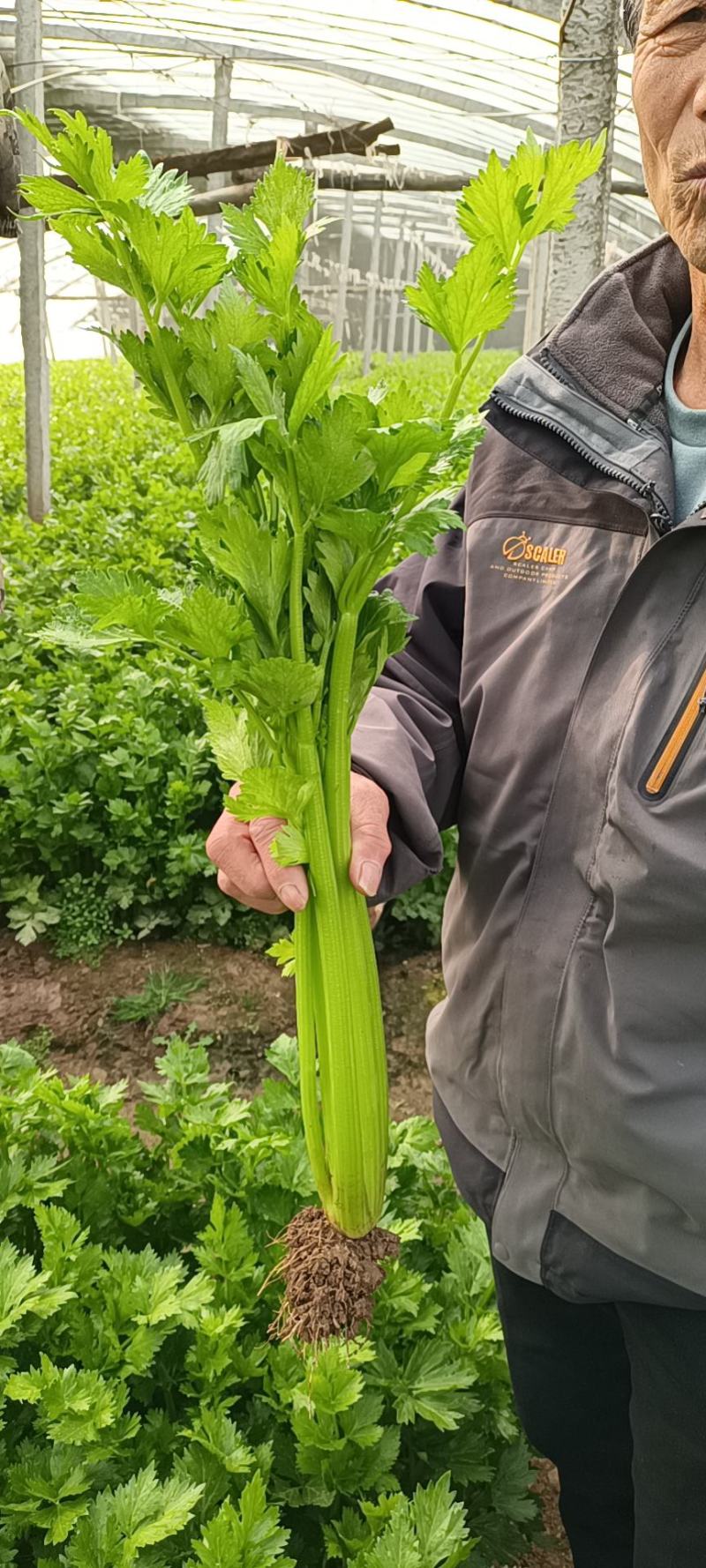 陕西省万亩蔬菜基地芹菜大量现货供应，有需要联系我