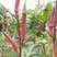 高产红秋葵种子不易老水果秋葵种子庭院蔬菜种子四季可播