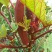 高产红秋葵种子不易老水果秋葵种子庭院蔬菜种子四季可播
