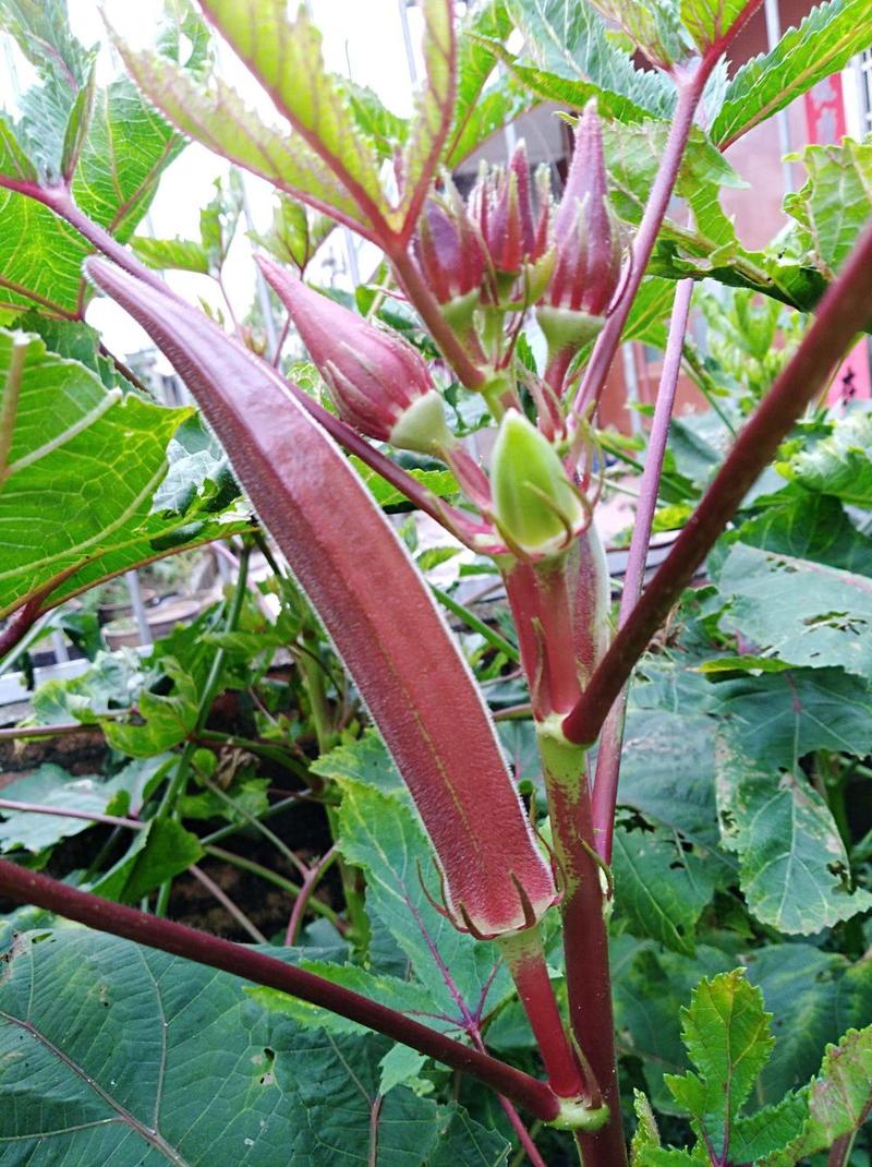 高产红秋葵种子不易老水果秋葵种子庭院蔬菜种子四季可播