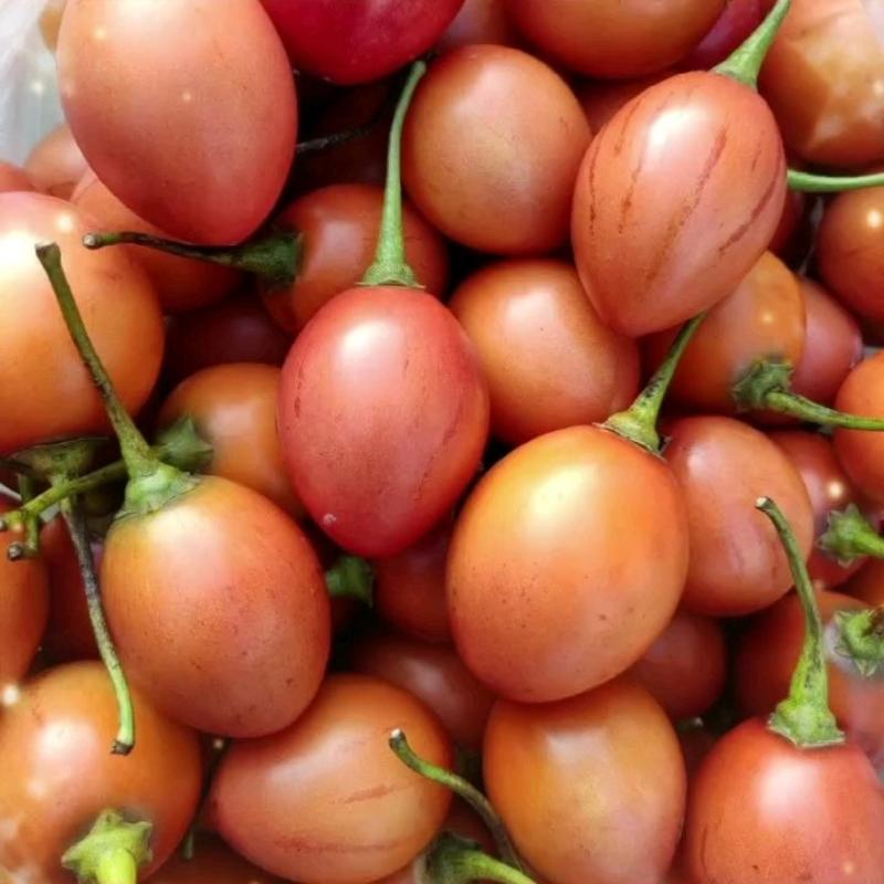 云南大树番茄树酸茄洋酸茄新鲜现摘鸡蛋果农家番茄缅茄