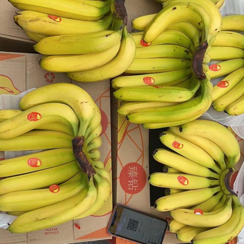 特价香蕉一级香蕉二黄蕉，规格齐全，售后保障，证件齐全，发