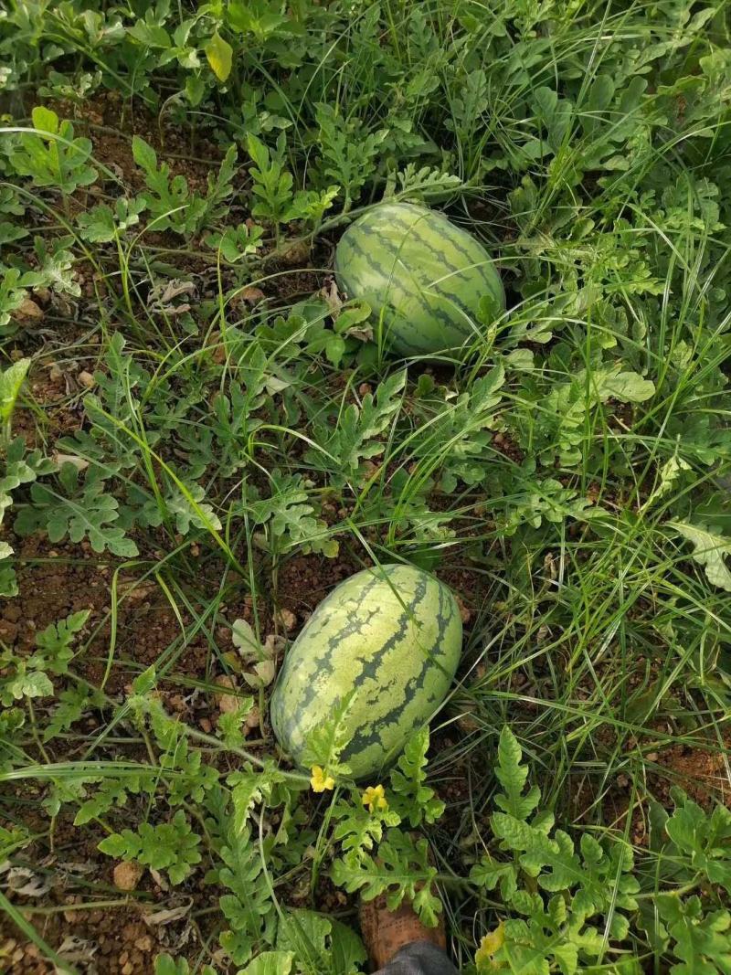 金城5号西瓜，金花6西瓜，康乐六号西瓜，诚信代办一手货源