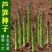 芦笋种子四季种多年生高产庭院盆栽农家春季蔬菜种子菜种籽