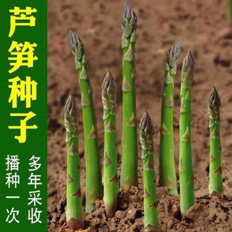 芦笋种子四季种多年生高产庭院盆栽农家春季蔬菜种子菜种籽