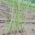 芦笋种子四季种多年生高产庭院盆栽农家春季蔬菜种子菜种籽