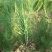 芦笋种子四季种多年生高产庭院盆栽农家春季蔬菜种子菜种籽
