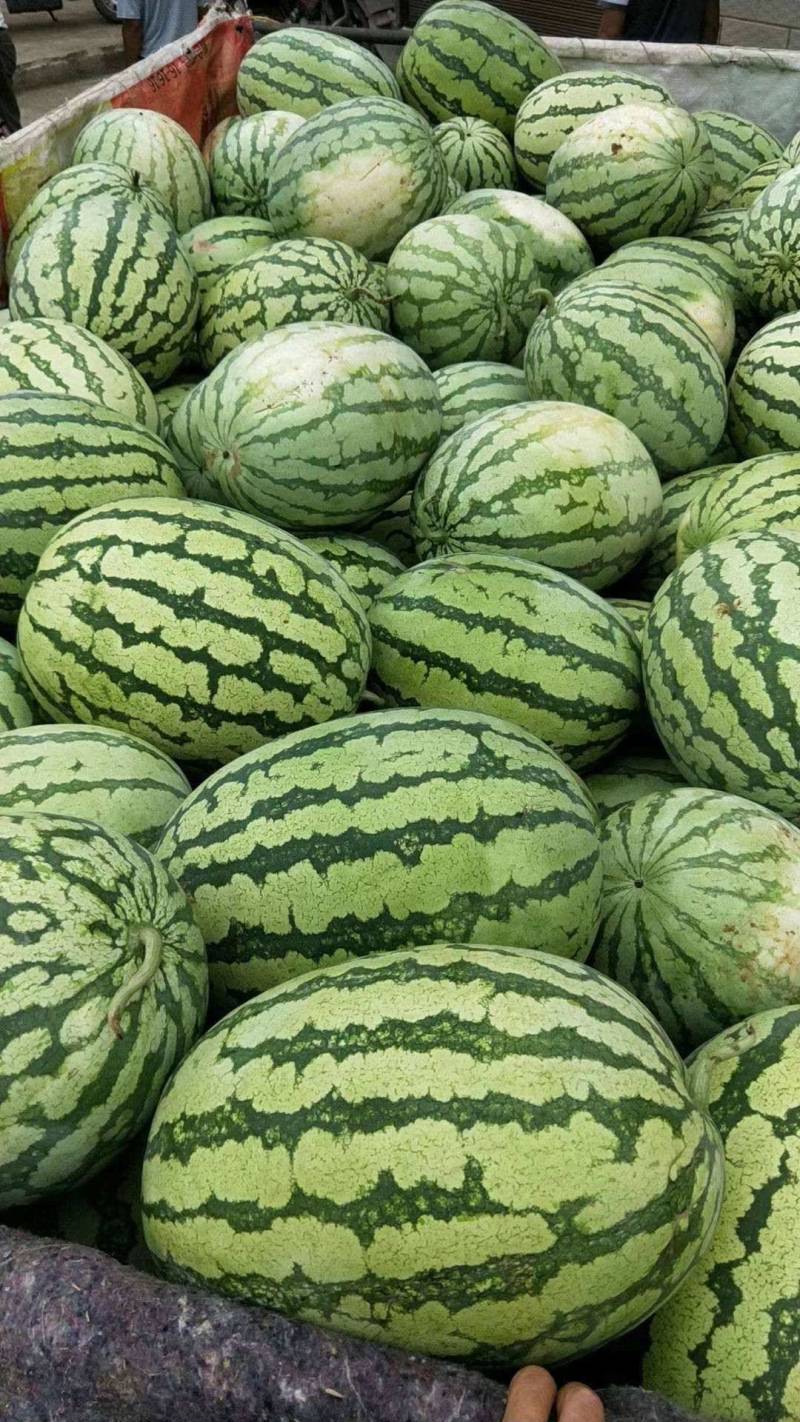 新疆西瓜金城五号西瓜大量上市质量好量大从优