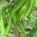 高产四棱豆种子苗高产豆角四角豆皇帝豆种籽阳台春四季播