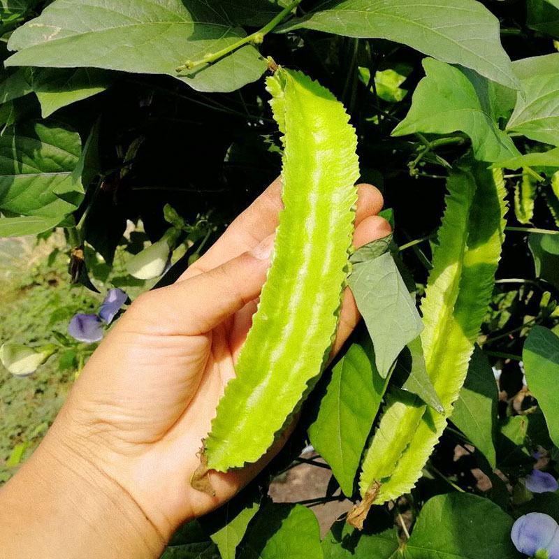 高产四棱豆种子苗高产豆角四角豆皇帝豆种籽阳台春四季播