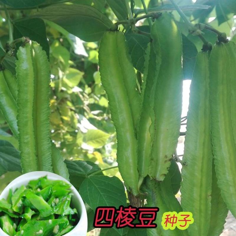 高产四棱豆种子苗高产豆角四角豆皇帝豆种籽阳台春四季播