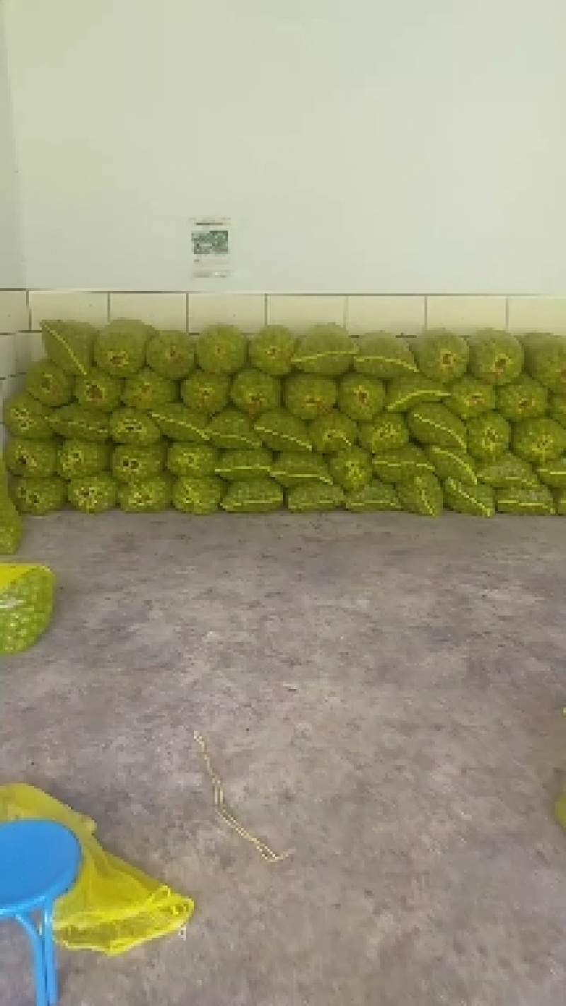 热销产品产地直供青皮核桃，四川大凉山800万亩种植基地，