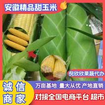 精品黄甜玉米大量上市产地直发质量好对接全国商超平台