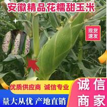 安徽玉米优质花糯玉米大量上市中产地直供对接全国电商