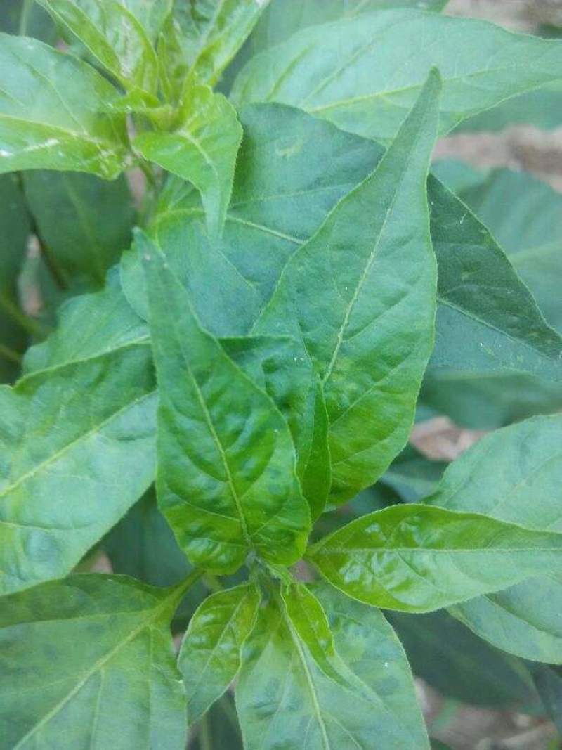辣椒叶种子专吃叶子的辣椒阳台四季盆栽特色蔬菜高产抗病