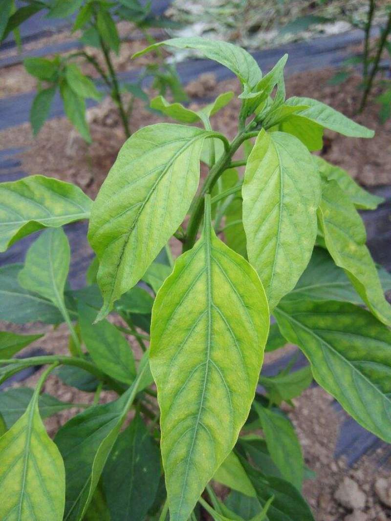 辣椒叶种子专吃叶子的辣椒阳台四季盆栽特色蔬菜高产抗病