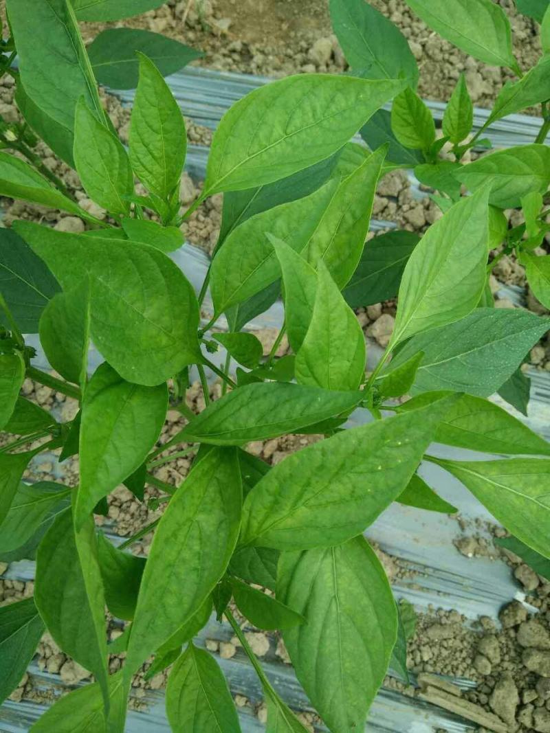 辣椒叶种子专吃叶子的辣椒阳台四季盆栽特色蔬菜高产抗病