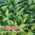辣椒叶种子专吃叶子的辣椒阳台四季盆栽特色蔬菜高产抗病