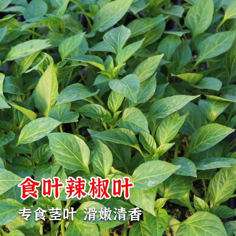 辣椒叶种子专吃叶子的辣椒阳台四季盆栽特色蔬菜高产抗病