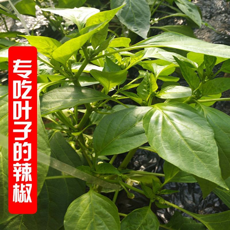 辣椒叶种子专吃叶子的辣椒阳台四季盆栽特色蔬菜高产抗病