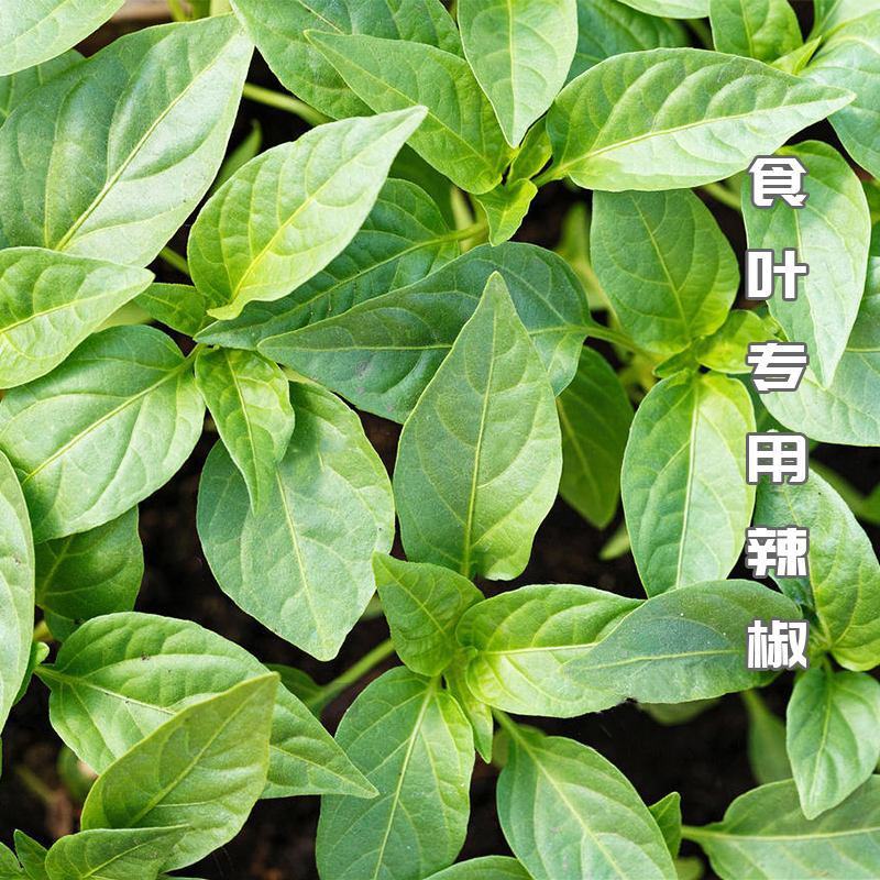 辣椒叶种子专吃叶子的辣椒阳台四季盆栽特色蔬菜高产抗病