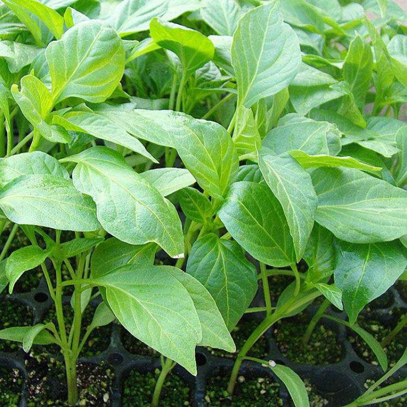 辣椒叶种子专吃叶子的辣椒阳台四季盆栽特色蔬菜高产抗病