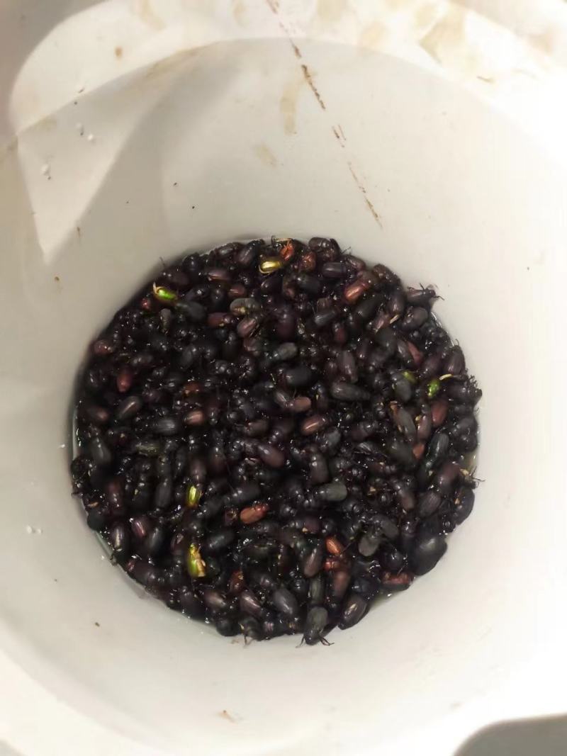 大量金龟子