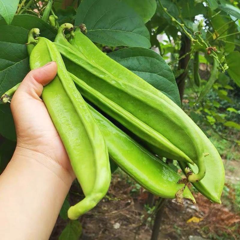 刀豆种子大红刀豆巨型大豆角种籽巴西豆四季蔬菜爬藤菜豆角种