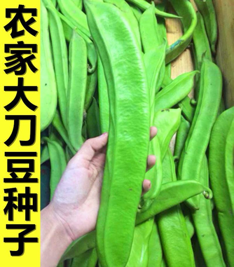 刀豆种子大红刀豆巨型大豆角种籽巴西豆四季蔬菜爬藤菜豆角种