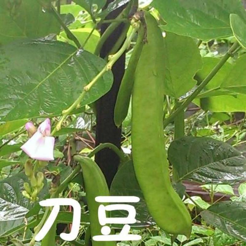 刀豆种子大红刀豆巨型大豆角种籽巴西豆四季蔬菜爬藤菜豆角种