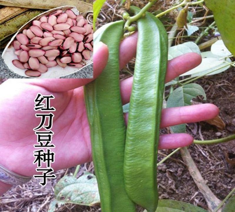 刀豆种子大红刀豆巨型大豆角种籽巴西豆四季蔬菜爬藤菜豆角种