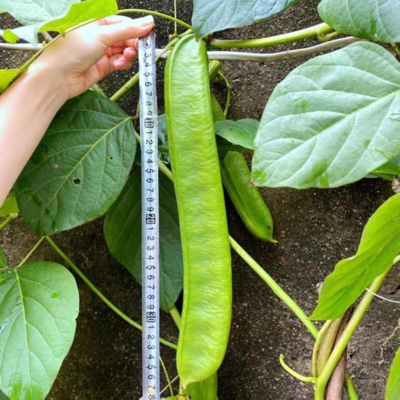 刀豆种子大红刀豆巨型大豆角种籽巴西豆四季蔬菜爬藤菜豆角种